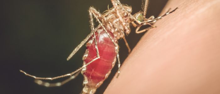 5 strategieën om tropische ziekten terug te dringen