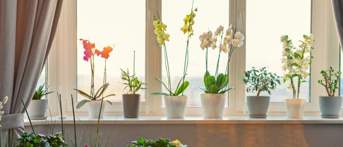 Herhaald moord wagon 5 effecten van planten en bloemen op de gezondheid - Mijn Gezondheidsgids