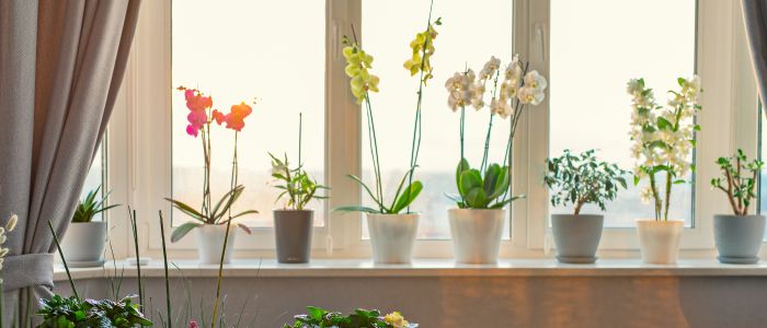 restjes ballon Schipbreuk 5 effecten van planten en bloemen op de gezondheid - Mijn Gezondheidsgids