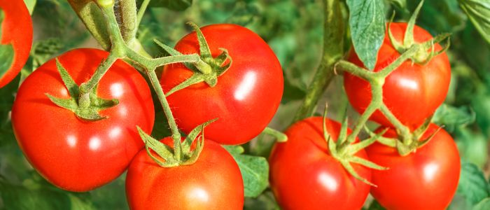 Hoe gezond tomaat? - Gezondheidsgids